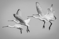 113 - SPOONBILL FAMILY - ELSHAMY MAHMOUD - egypt